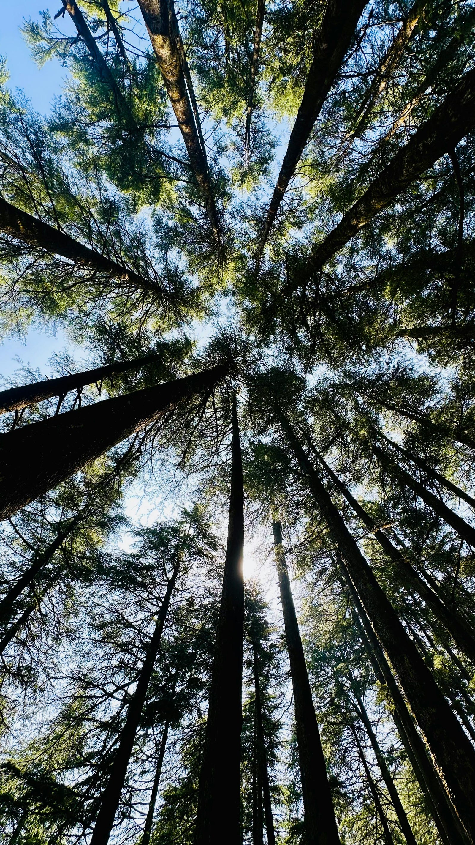 Adaptogenai: kas tai yra ir kaip juos pasirinkti