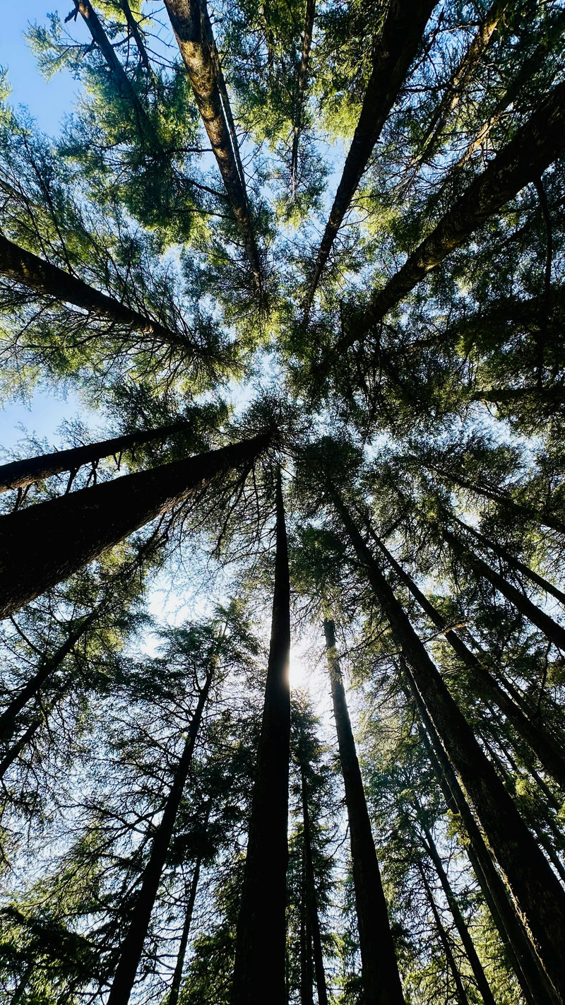 Adaptogenai: kas tai yra ir kaip juos pasirinkti